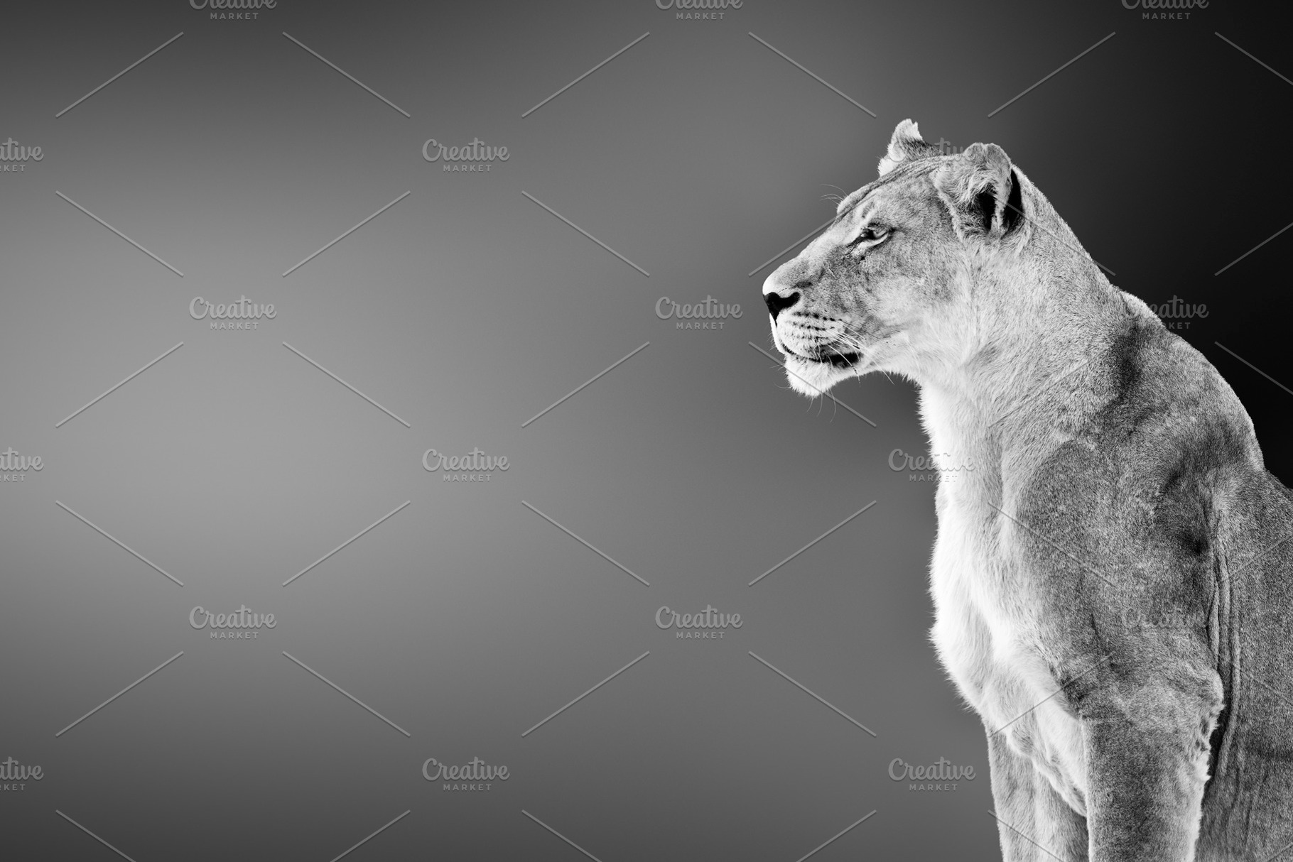 Female lion portrait, an Animal Photo by Etienne & Yolandi Outram