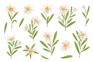 Beautiful edelweiss flowers, an Object Illustration by YummyBuum