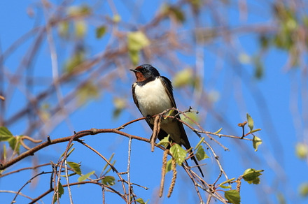 swallow