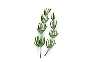 Closeup image of a sprig of, an Object Illustration by Things for designers