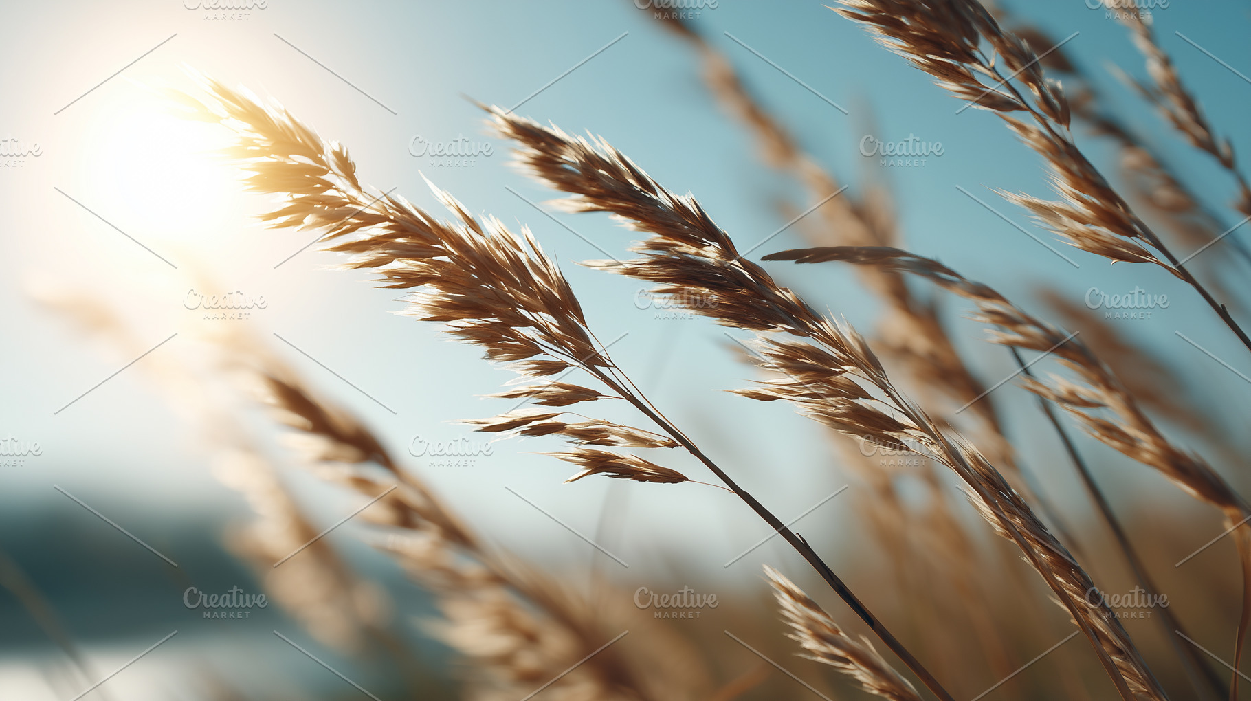 Golden dry grass swaying in sunlight, a Nature Photo by MistyDay