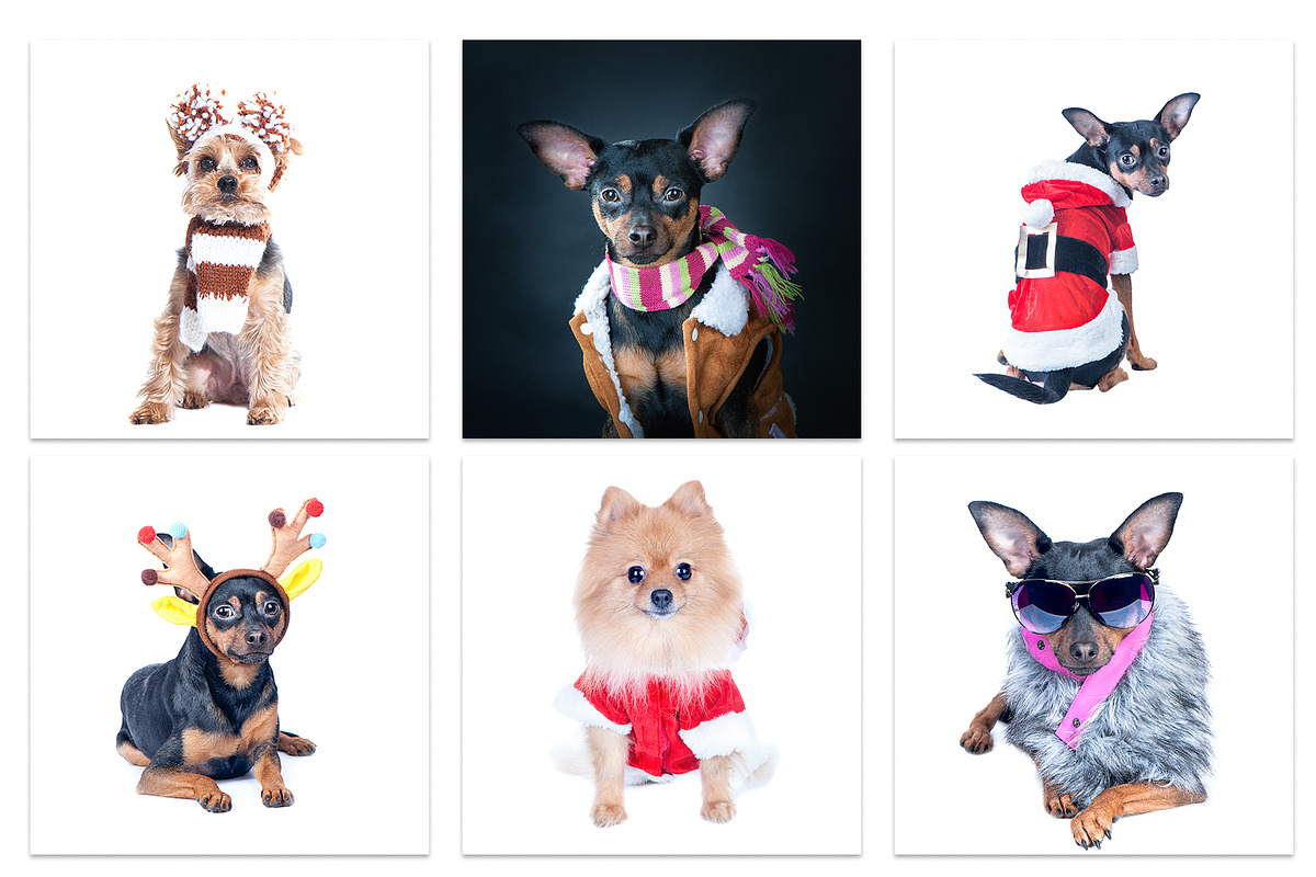 Winter Dog, Christmas Mood, an Animal Photo by WildStrawberry Magic (Photo 2 of 11)