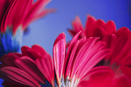 Pink daisy flowers on blue background, floral backdrop and beaut, a Nature Photo by Anneleven