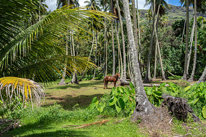 Horse standing under coconut trees in Hiva Oa, Marquesas Islands, an Animal Photo by GoodGoods