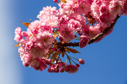 Japanese cherry blossom in spring. Closeup view, a Background Photo by GoodGoods
