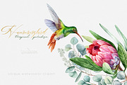 Hummingbird Birds Collection, an Illustration by ReachDreams (Thumbnail 4 of 5)