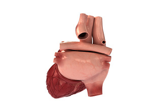 Detailed 3D Human Heart