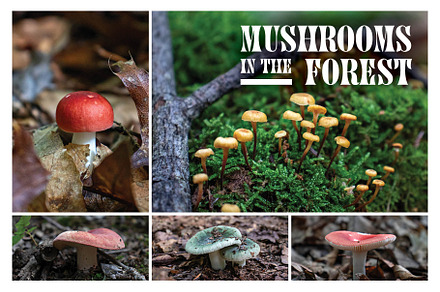 Mushrooms In The Forest Photography