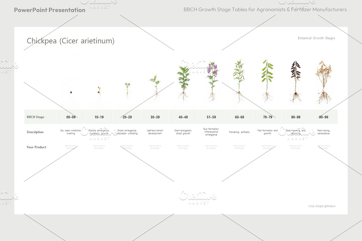 BBCH Growth Stages, Legume Crops, a Presentation Template by Ilia Design (Photo 7 of 9)