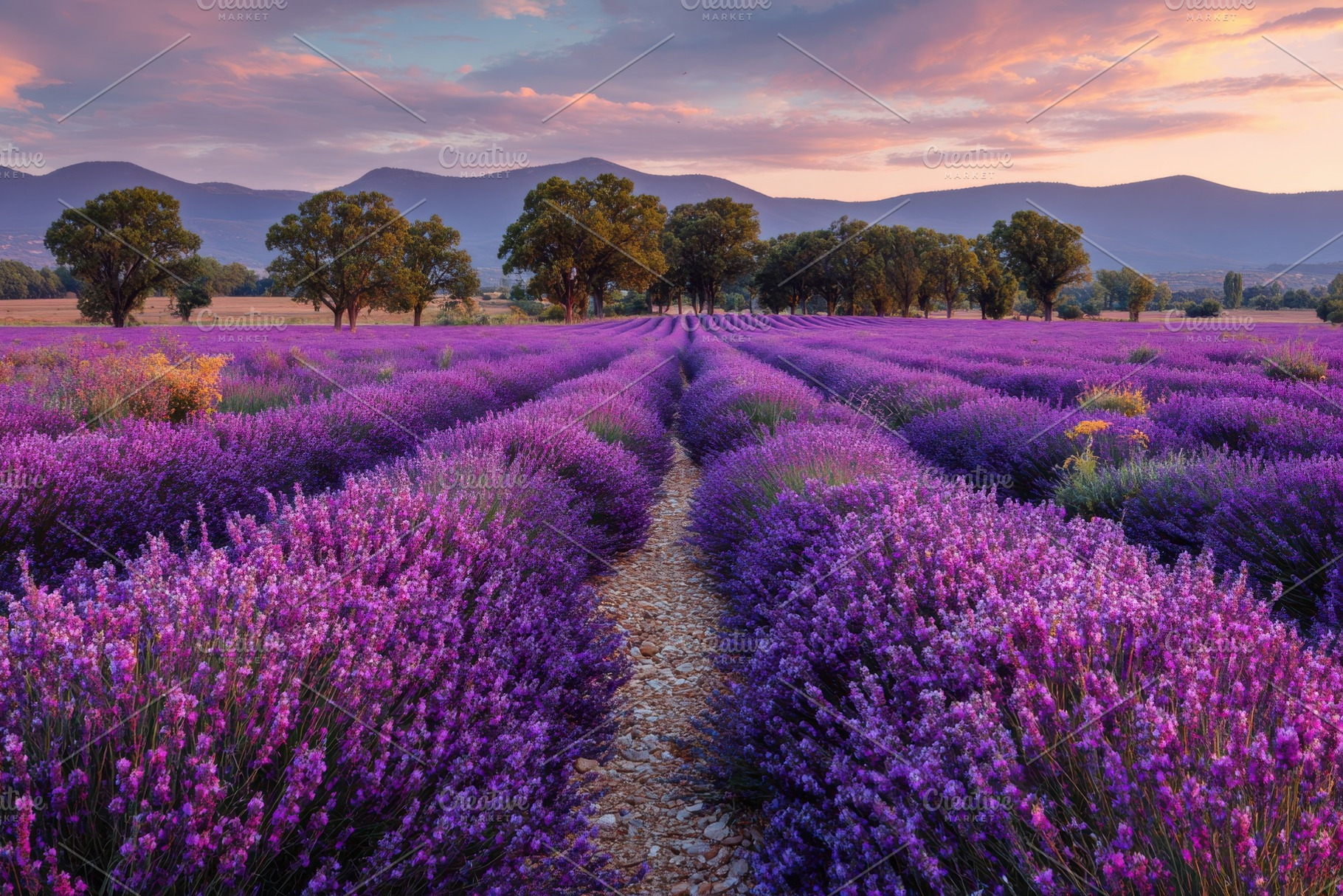 Lavender fields at sunrise majestic, a Photo by Pixeness Studio