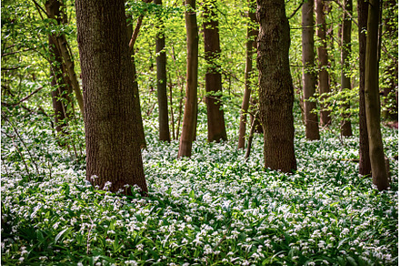 Stunning spring beech forest scene, a Nature Photo by Nature and travel