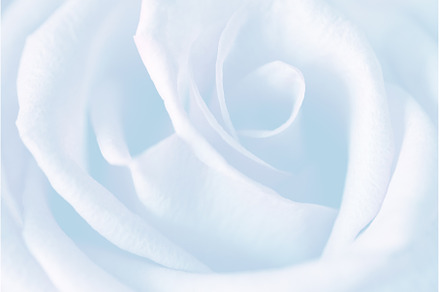 white rose, a Nature Photo by BazziBa♥