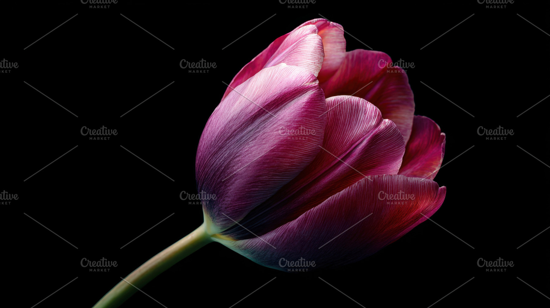 Purple tulip on dark bg, a Photo by Beautiful things