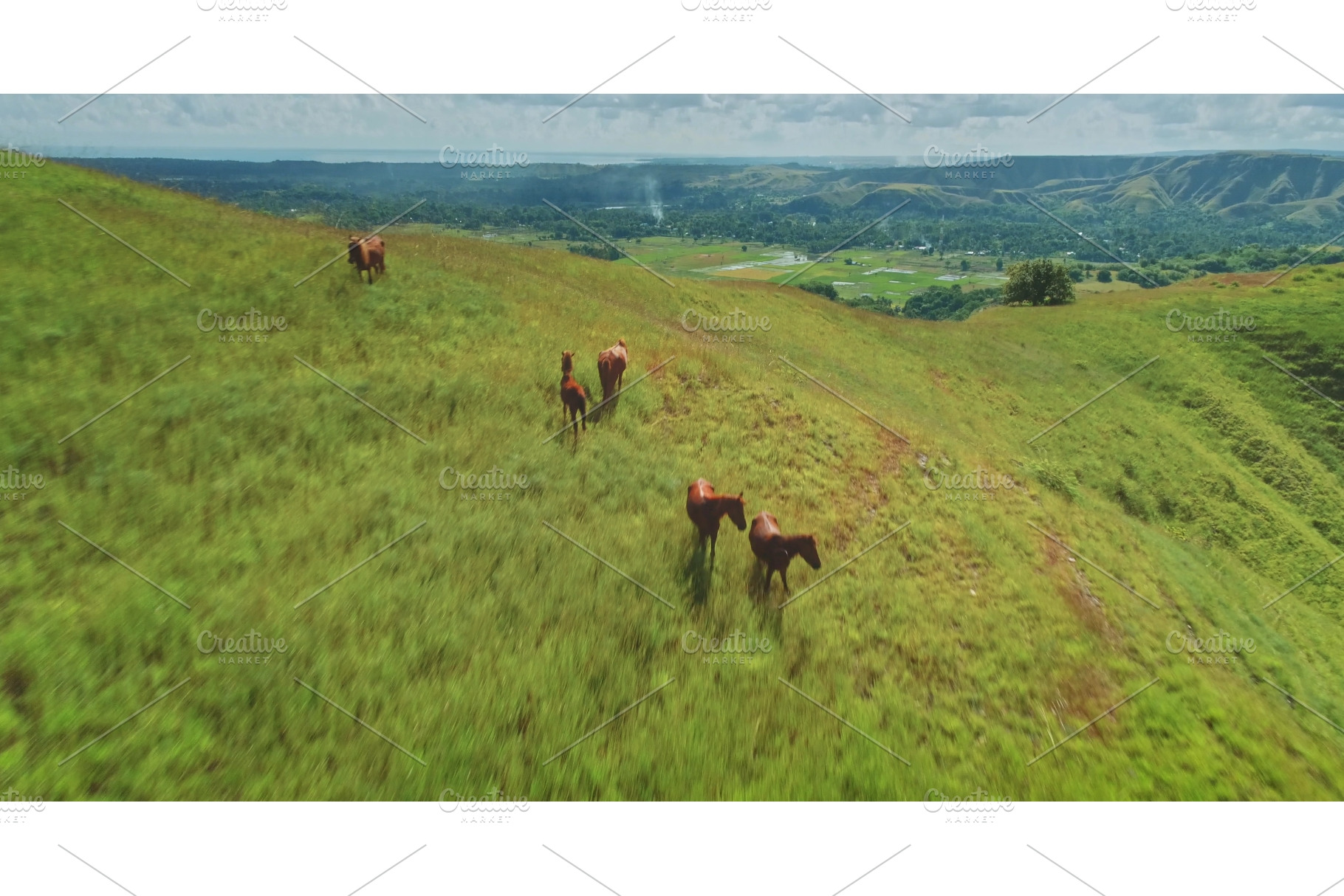 Horses walking on green hills in, an Animal Photo by Goinyk