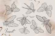 Insects Clipart - Black Line, PNG, an Illustration by Siriliadka Dreams (Thumbnail 3 of 9)