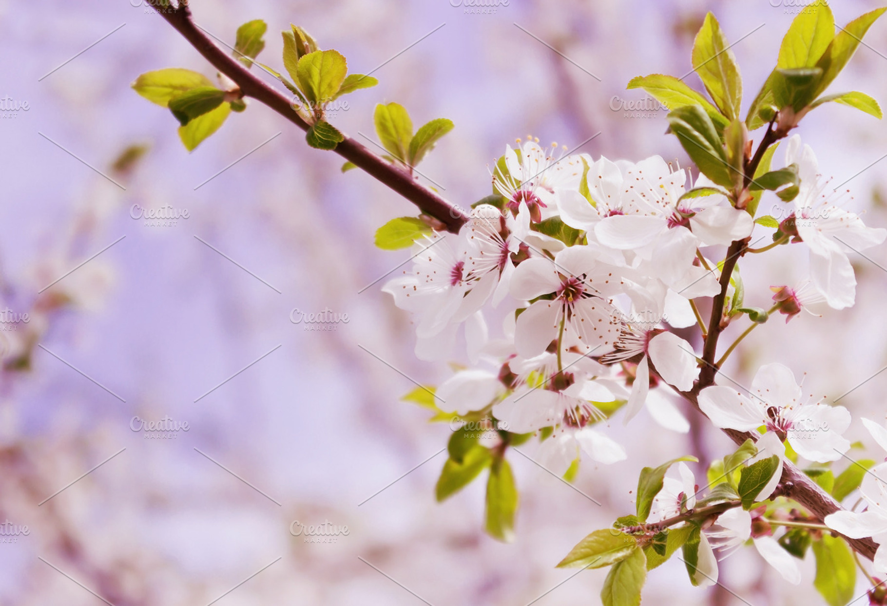 Flowering cherry tree featuring cherry, spring, and flower, a Nature Photo by Sweet Cherry Jam