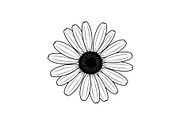 Daisy Flower Line Art Vector Bundle0, an Illustration by jahid234 (Thumbnail 42 of 51)