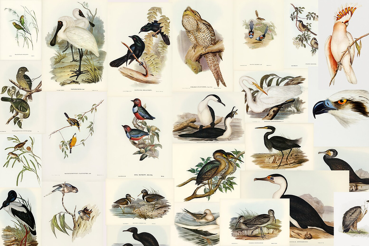 300+ The Birds of Australia, an Animal Illustration by Digital Museum (Photo 14 of 15)
