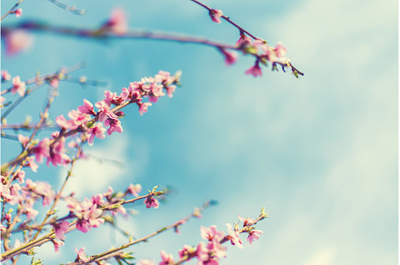 Blooming tree in the garden, a Nature Photo by yanadjana