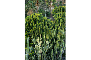 Desert plants providing a habitat, a Nature Photo by volodymyrshtun13795