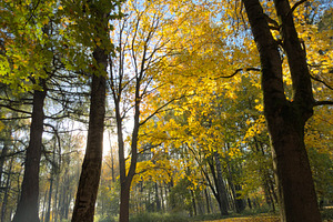 A serene autumn landscape featuring tall trees with vibrant yellow and orange l, a Nature Photo by Textures & Backgrounds