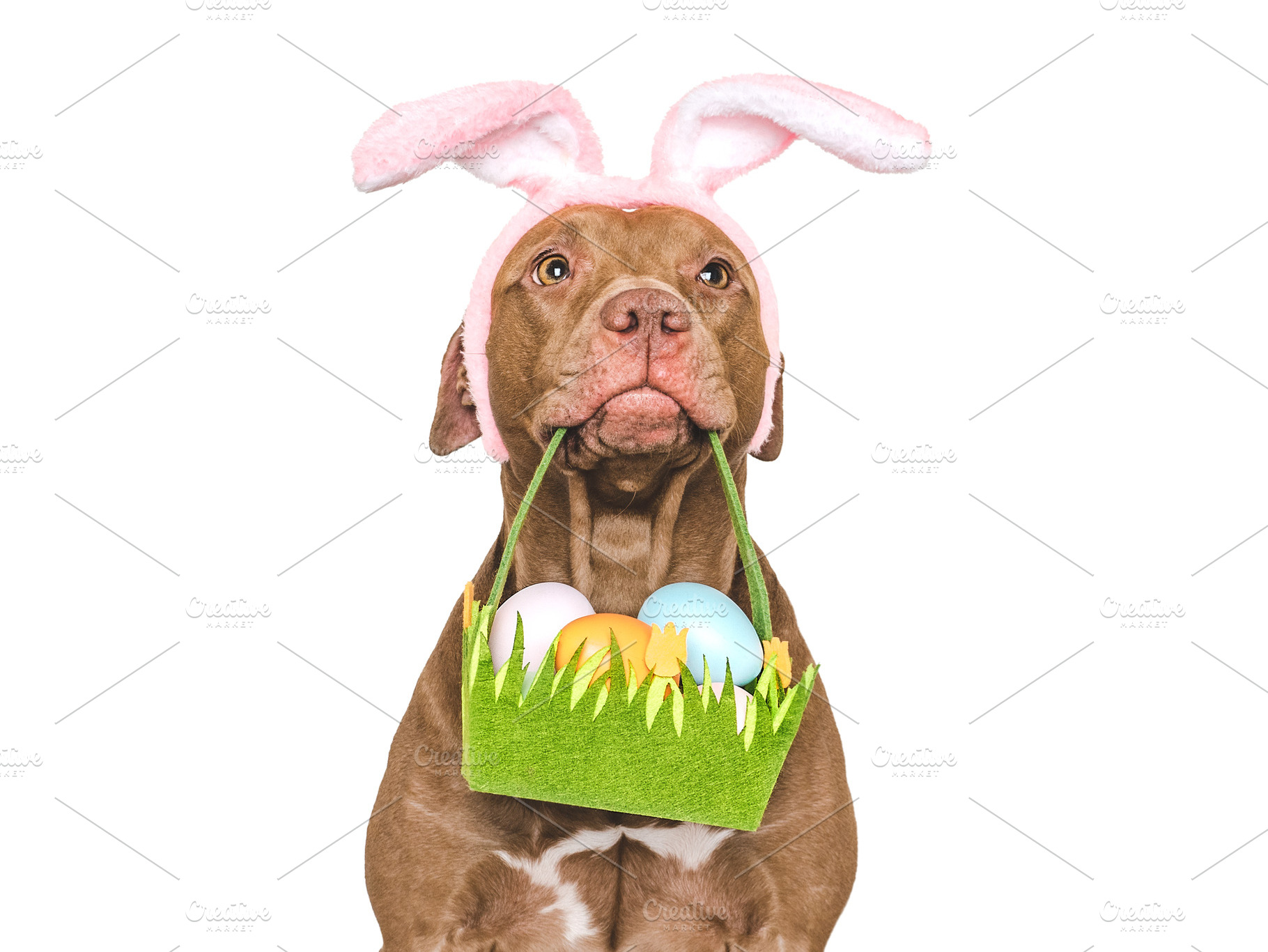 Happy Easter. Brown dog and a basket of Easter eggs, an Animal Photo by Svetlana Barchan