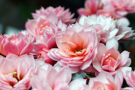Succulent Rosette preview 6