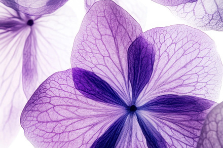 Purple flowers with delicate petals, a Photo by Beautiful things