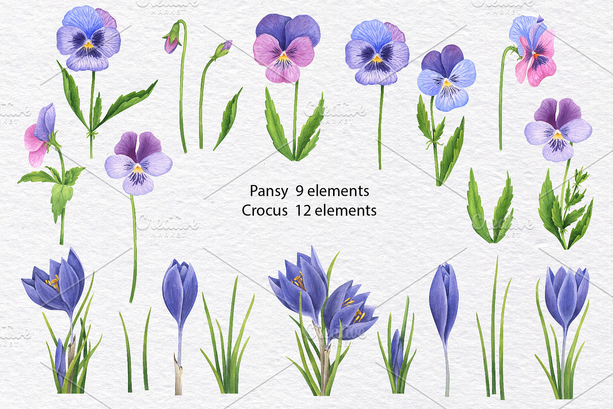 Watercolor wild spring flowers set, a Decorative Illustration by KathrineWatercolor (Photo 4 of 10)