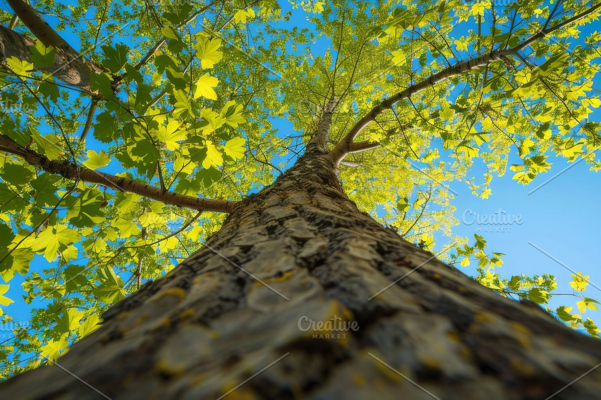 98 Trees view from below, a Nature Photo by Handmadefont (Photo 83 of 98)