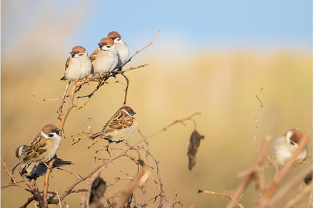 sparrows sit side by side on a, an Animal Photo by Pakosta