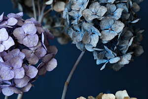 Botanical Fine Art Macro Flower, a Nature Photo by Virgo Studio