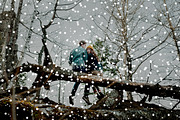 Brushes for Photoshop snow flakes, a Brush Add-On by ColorPhoto (Thumbnail 2 of 5)