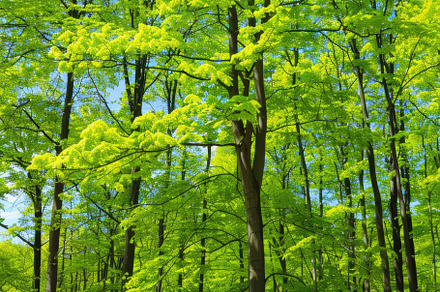 Details of cool forest, a Nature Photo by Virgo Studio