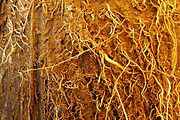 Coconut Texture, a Texture Graphic by MHLY (Thumbnail 2 of 3)