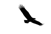 Powerful eagle flying wall art desig, an Illustration by Amazin_art (Thumbnail 30 of 31)