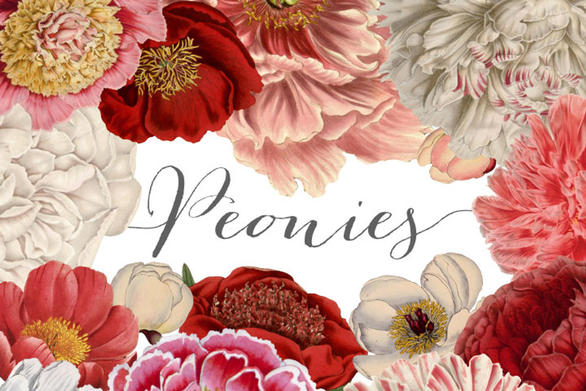 Vintage Peonies clipart and brushes, an Illustration by Verdigris Studios (Photo 1 of 3)