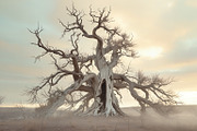 48 Dying Tree Images, a Nature Photo by h.utomo (Thumbnail 47 of 48)