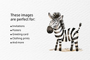 Watercolor zebra clipart, an Illustration by Idressart (Thumbnail 2 of 10)