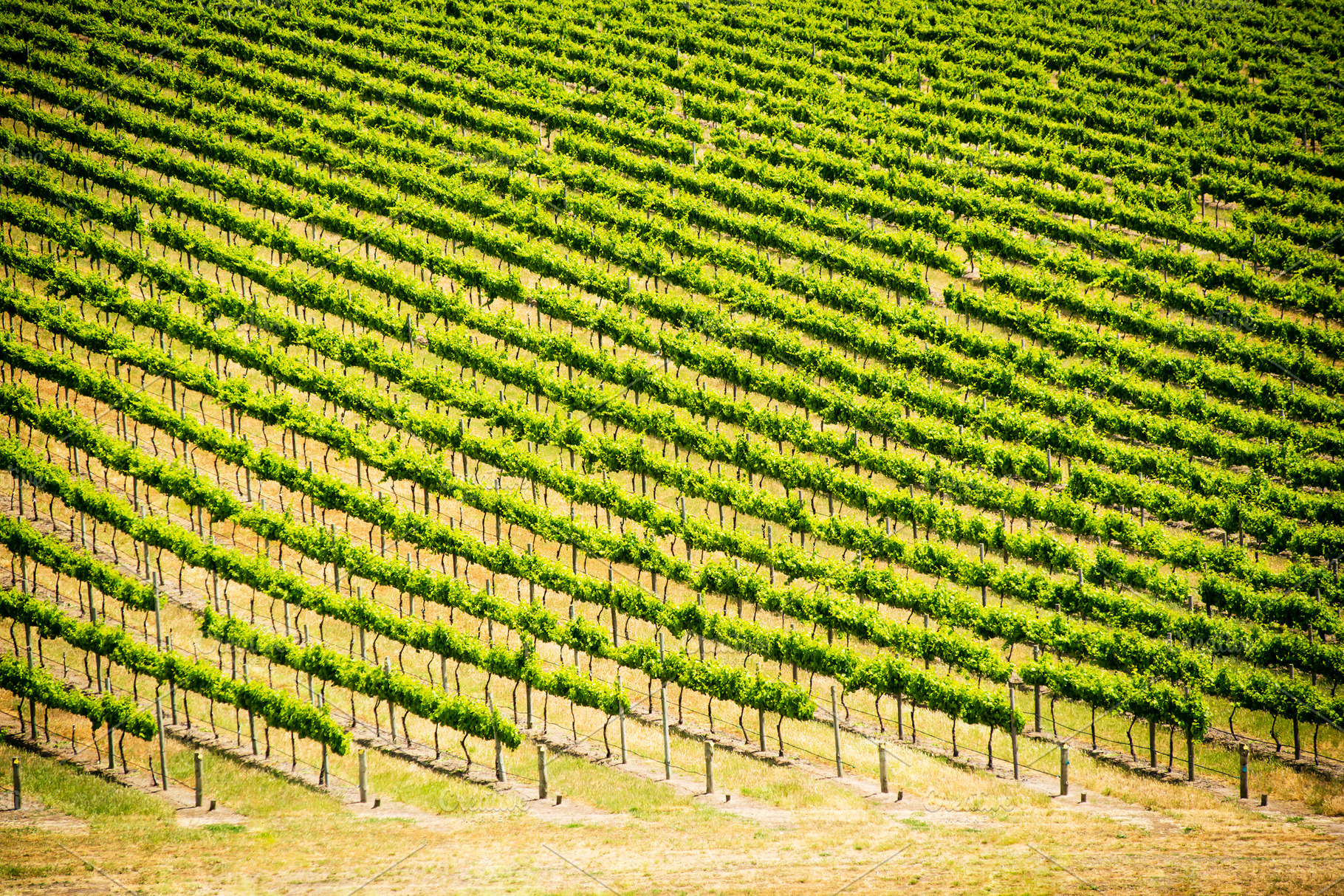 Grape Vines, a Nature Photo by THP Creative