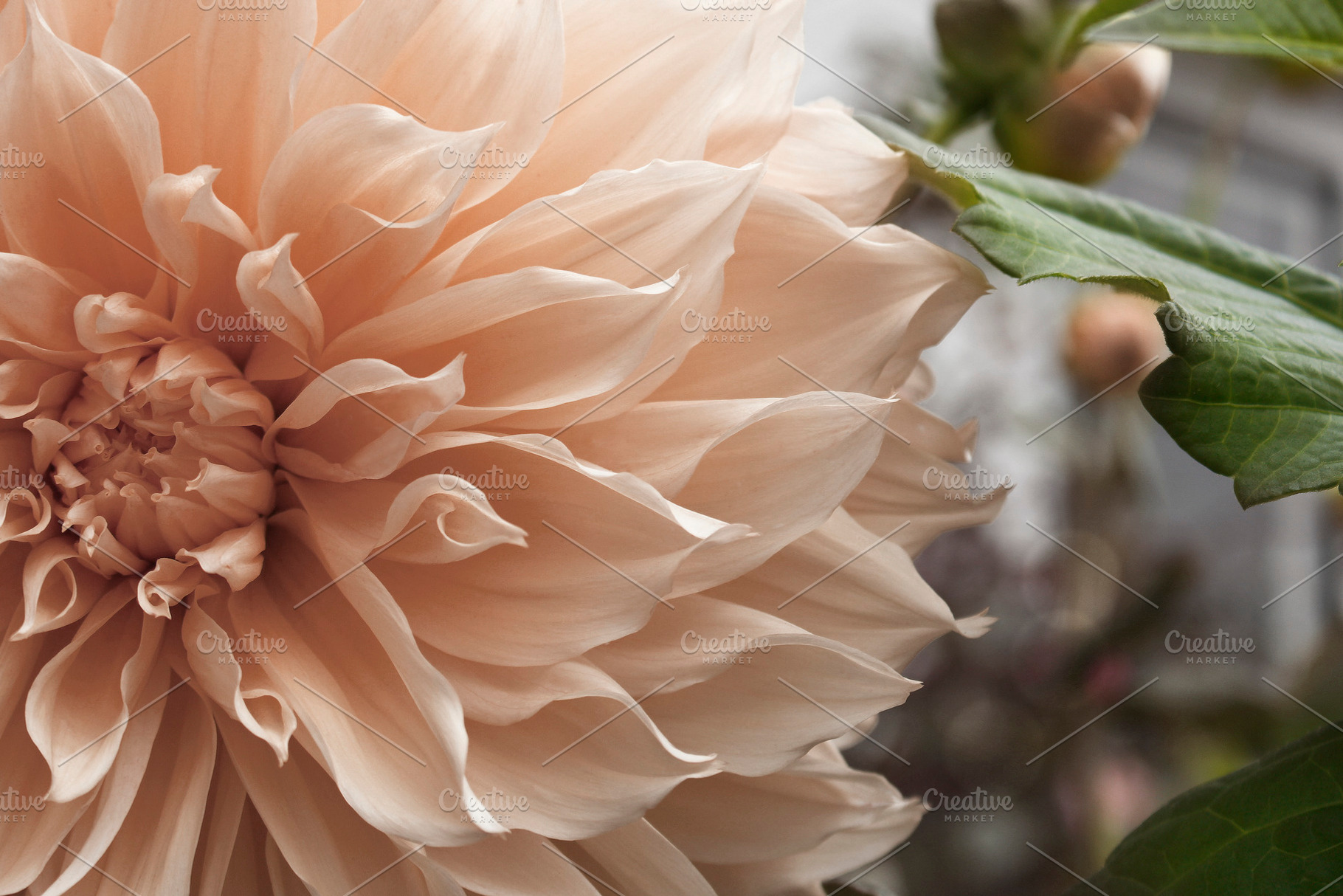 Beautiful Dahlia Close Up, a Nature Photo by The Seaflowers