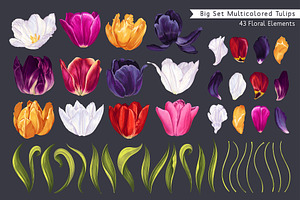 Big Set Multicolored Tulips