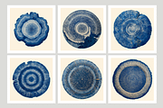 Natt Collection · Organic Tree Rings, a Texture Illustration by milatovar (Thumbnail 2 of 19)