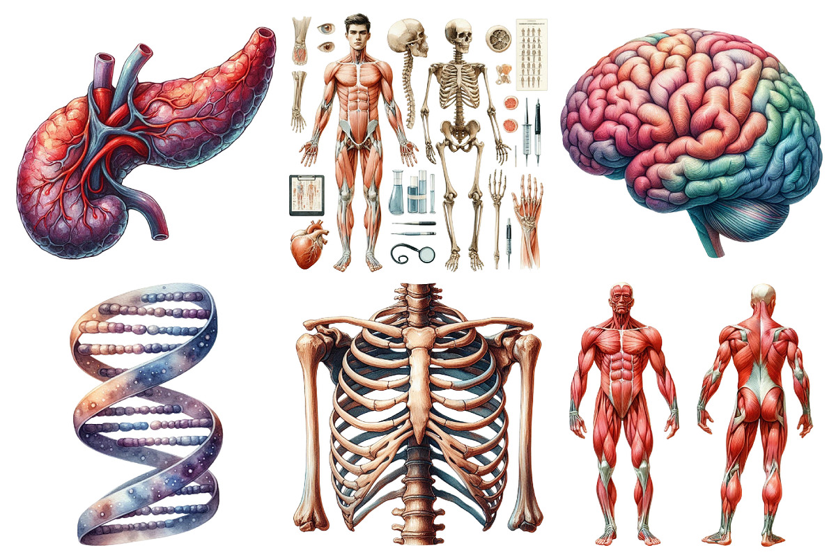 Human Anatomy, Medical Clipart, an Illustration by Pixels.Craft (Photo 3 of 7)
