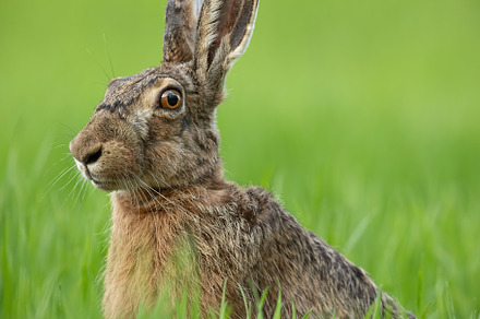 Portrait of brown hare with clear stock photo containing rabbit and brown, an Animal Photo by WildMedia