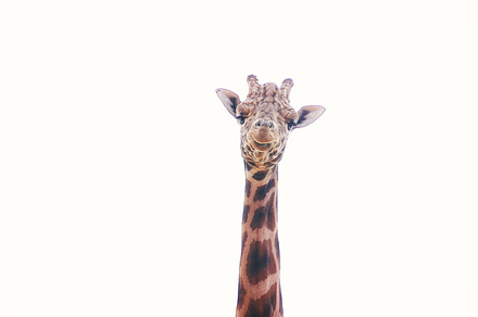 Giraffe Extreme preview 4