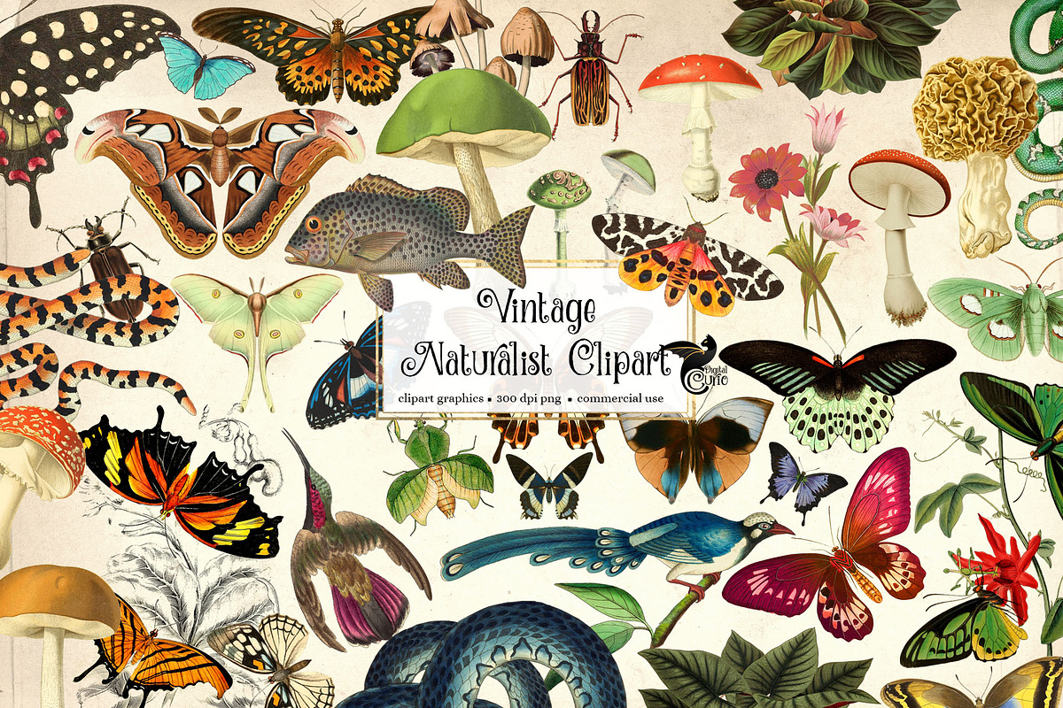 Vintage Naturalist Clipart, an Animal Illustration by Digital Curio (Photo 1 of 4)