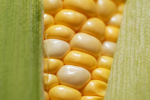 Fresh sweet corn cob with green husks, a Food & Drink Photo by Olena Rudo