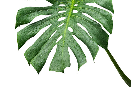 Monstera deliciosa, a Nature Photo by ArtBackground