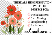 Gerbera Daisy Red & White Clipart, an Illustration by Daily.Designs (Thumbnail 2 of 5)